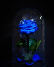 Mieganti rožė - mėlyna