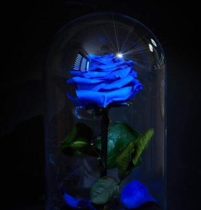 Mieganti rožė - mėlyna